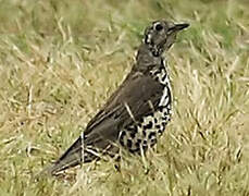 Mistle Thrush