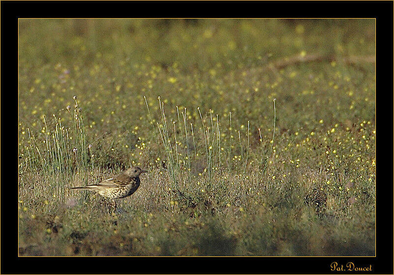 Fieldfare