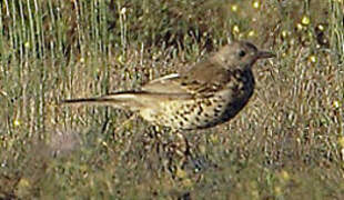 Fieldfare