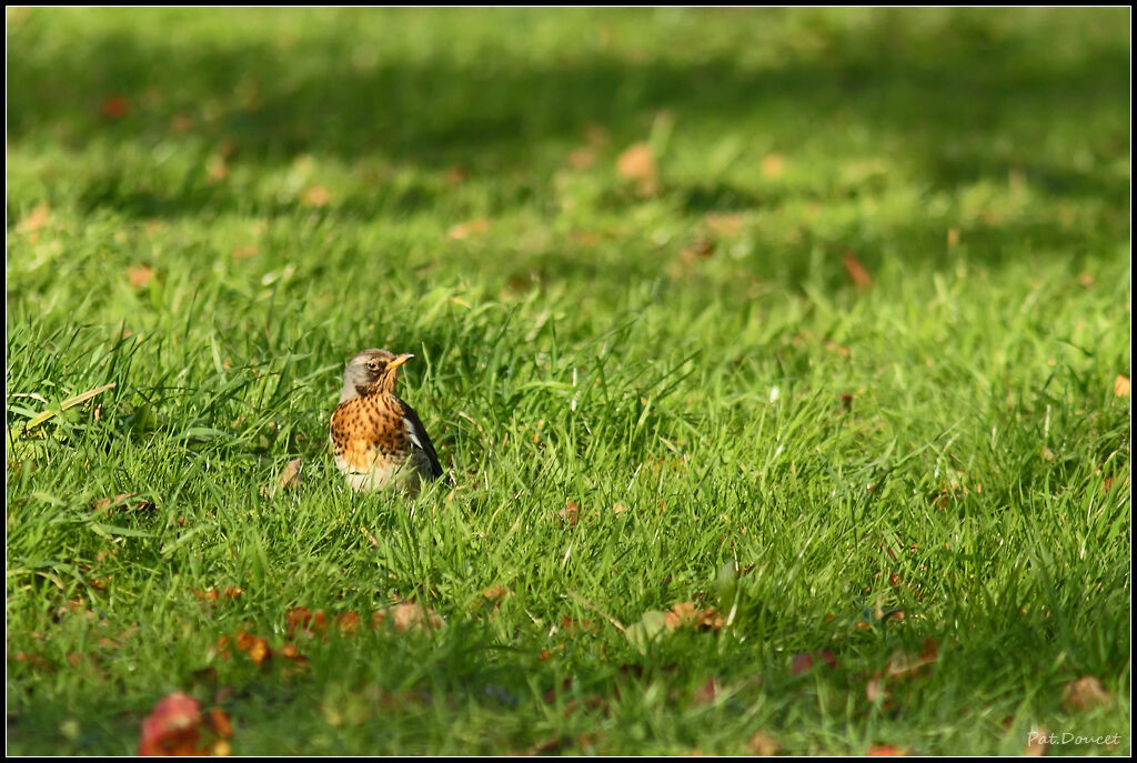 Fieldfare