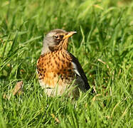 Fieldfare