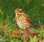 Redwing