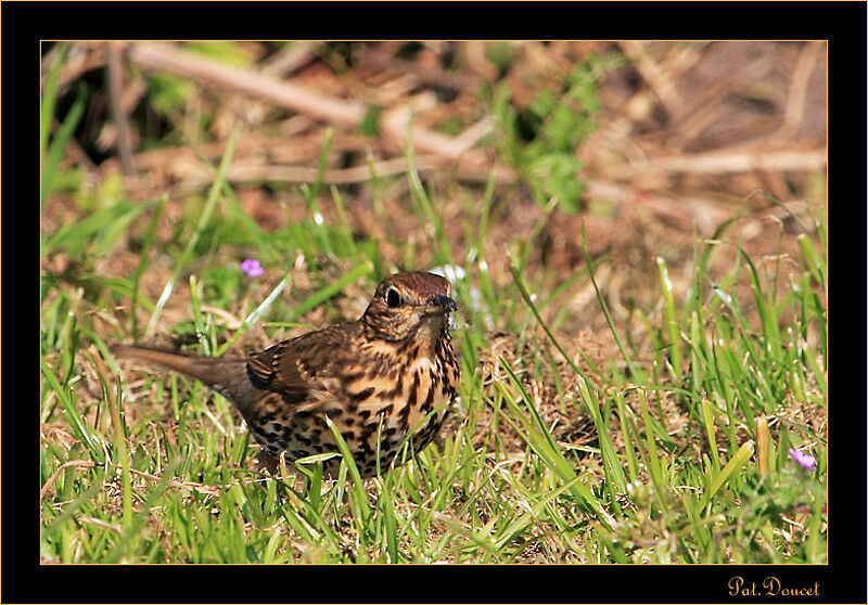 Song Thrush