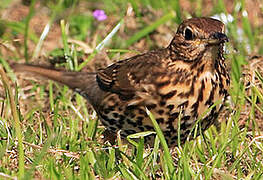 Song Thrush