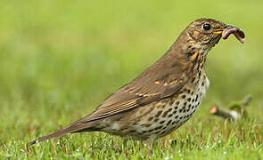 Song Thrush