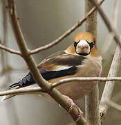 Hawfinch