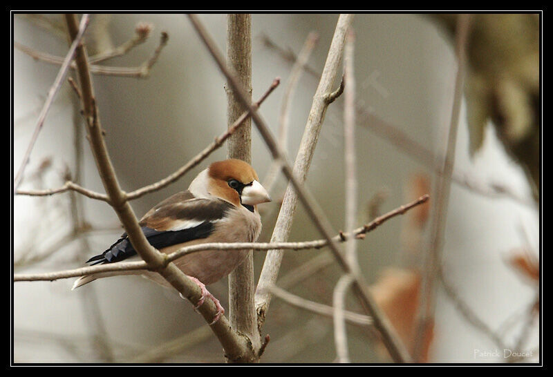 Hawfinch