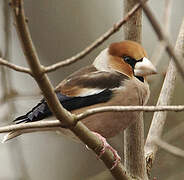 Hawfinch