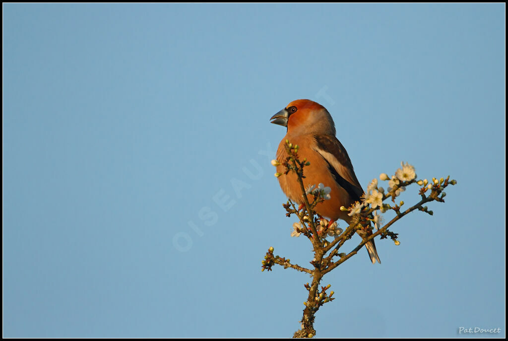 Hawfinch