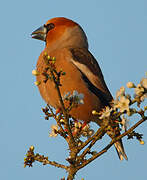 Hawfinch