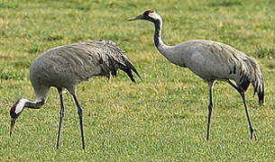 Common Crane