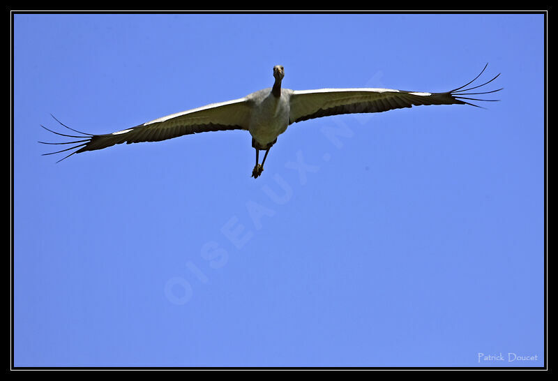 Common Crane