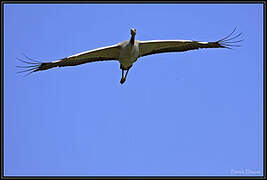 Common Crane