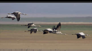 Common Crane