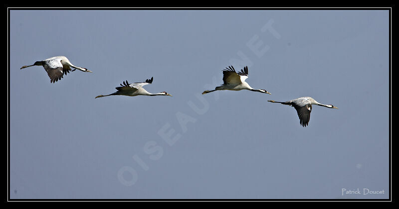 Common Crane