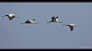 Common Crane