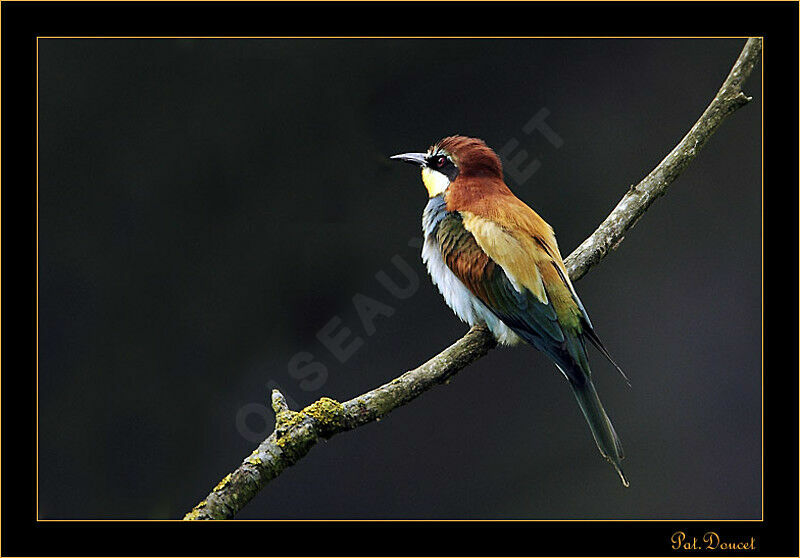 European Bee-eater