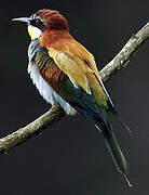 European Bee-eater