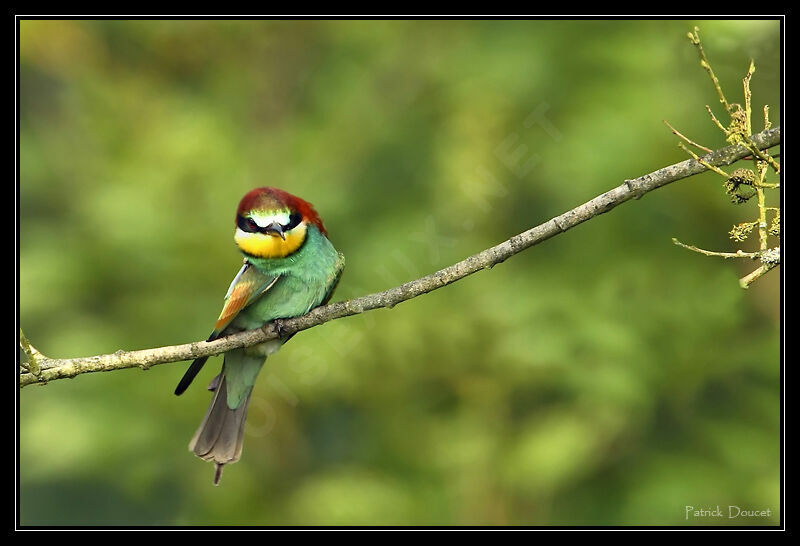 European Bee-eater