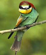 European Bee-eater