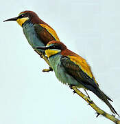 European Bee-eater