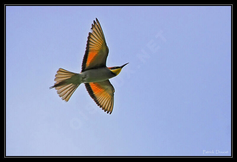 European Bee-eater