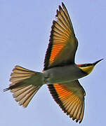 European Bee-eater