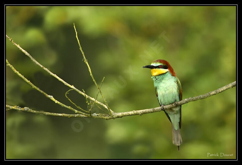 European Bee-eater