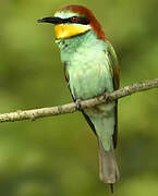 European Bee-eater