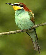 European Bee-eater