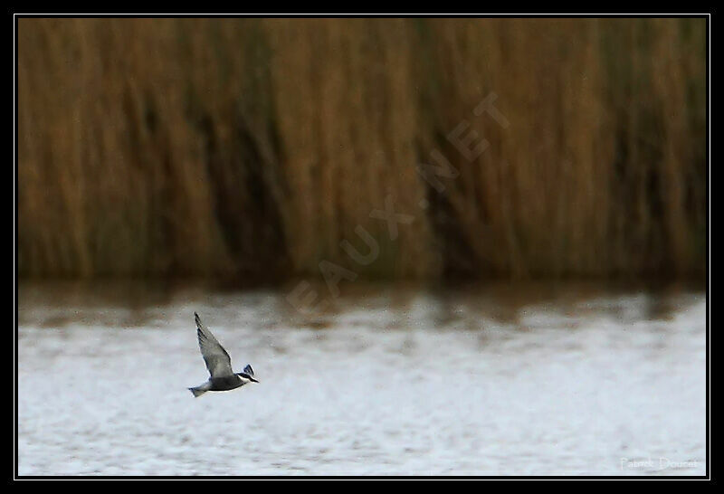 Whiskered Tern