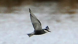 Whiskered Tern