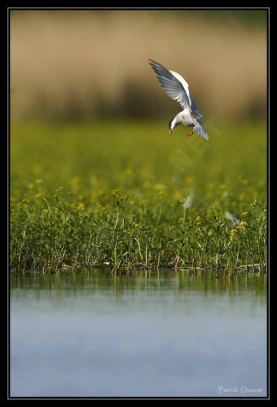 Whiskered Tern