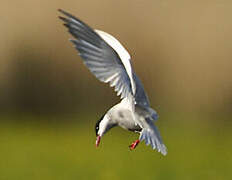 Whiskered Tern