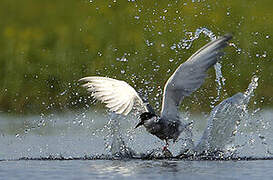 Whiskered Tern