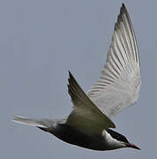 Whiskered Tern