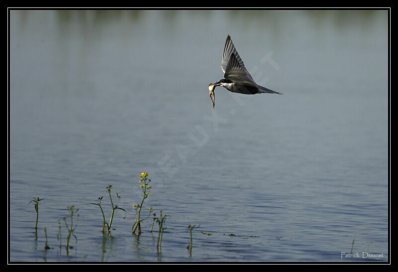 Whiskered Tern