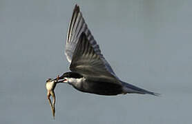 Whiskered Tern