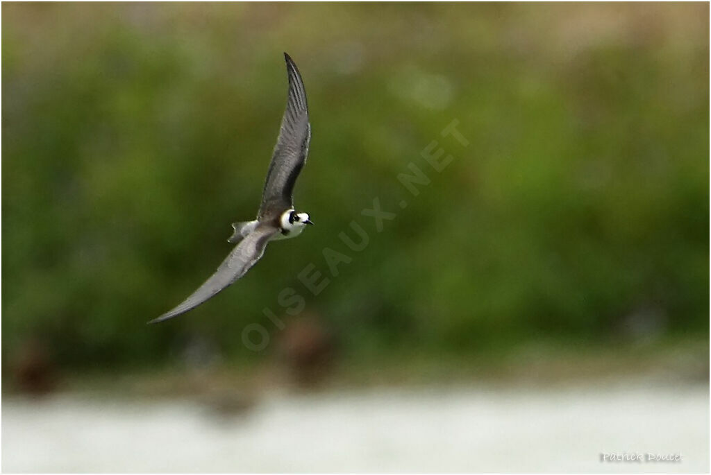 Black Tern