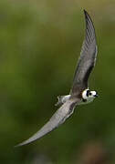 Black Tern