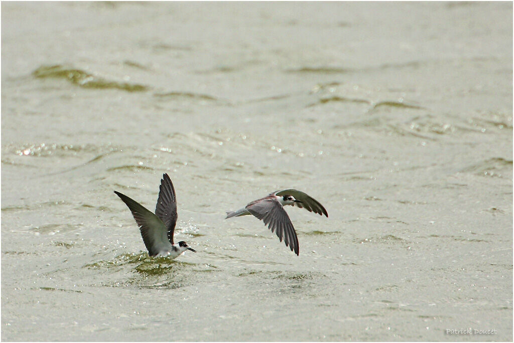 Black Tern