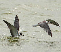 Black Tern