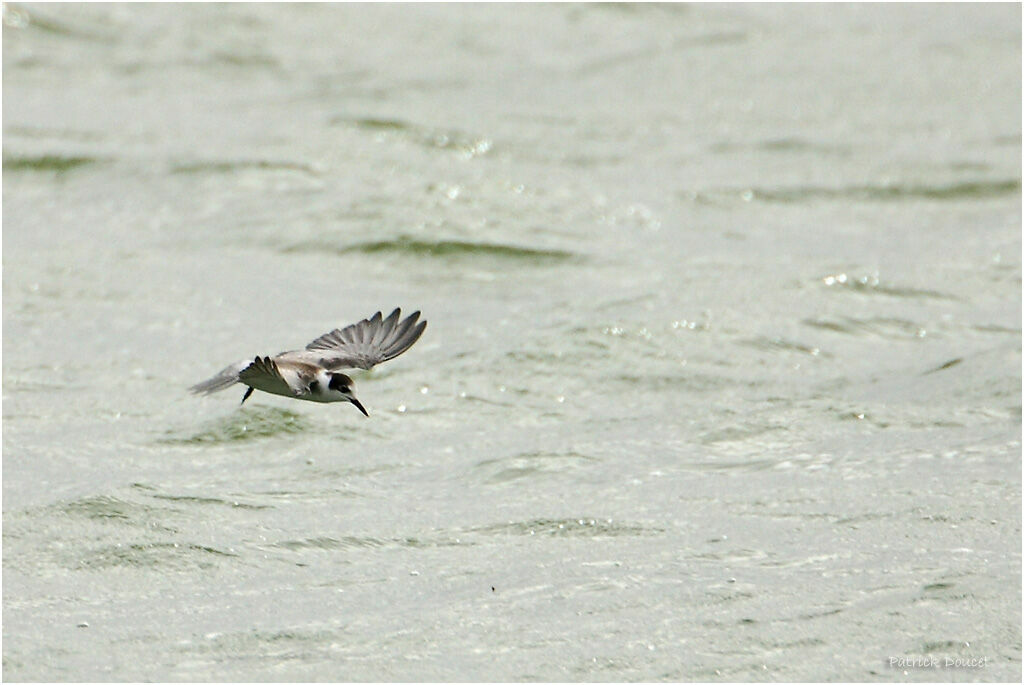 Black Tern