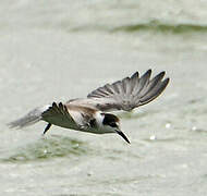 Black Tern