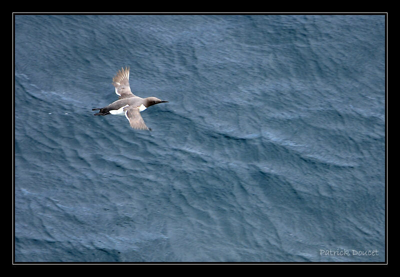 Guillemot de Troïl