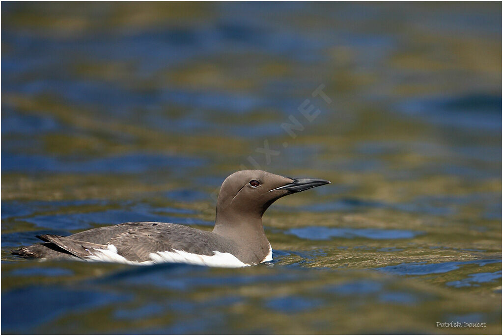 Guillemot de Troïl