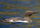 Guillemot de Troïl