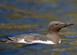 Common Murre