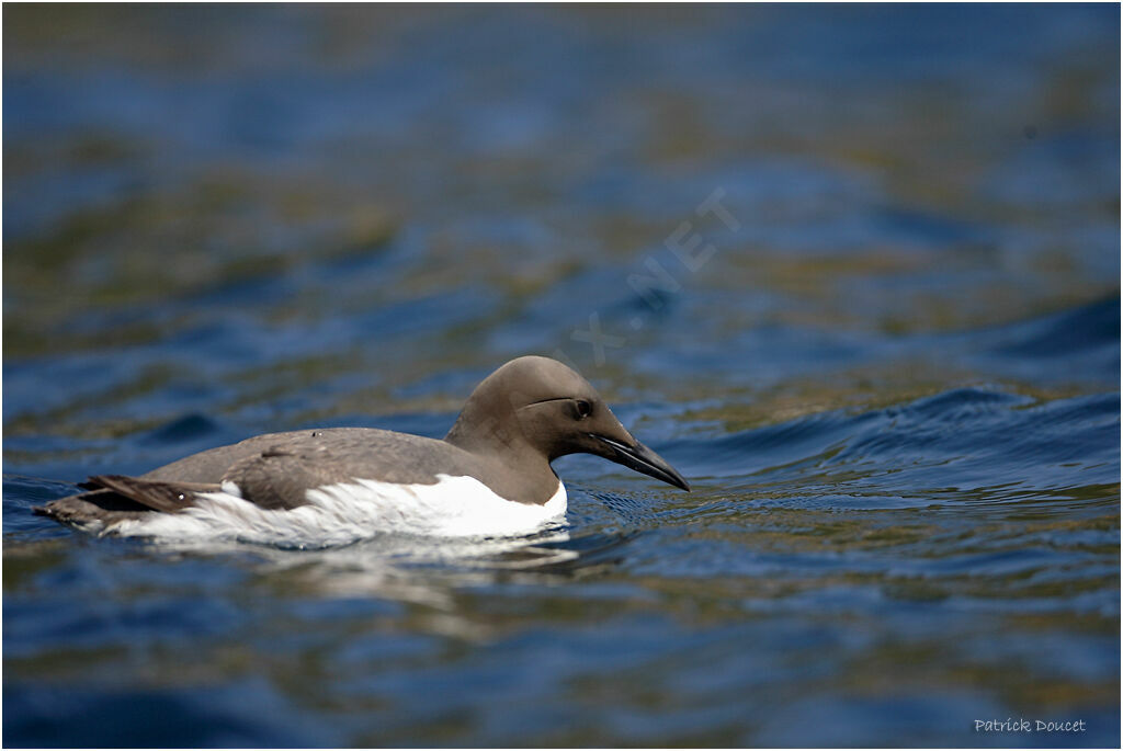 Guillemot de Troïl