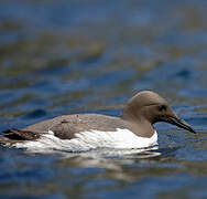 Common Murre